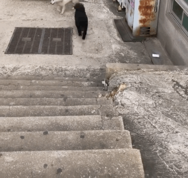 알바하다가 댕댕이들이랑 짱친 먹었던 적 있는데 | 인스티즈