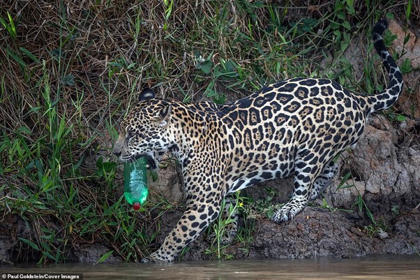 플라스틱 쓰레기로 신음하는 동물들 | 인스티즈