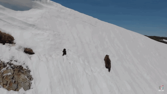어미곰 뒤따라가는 새끼곰(feat. 또르르르르르르).gif | 인스티즈