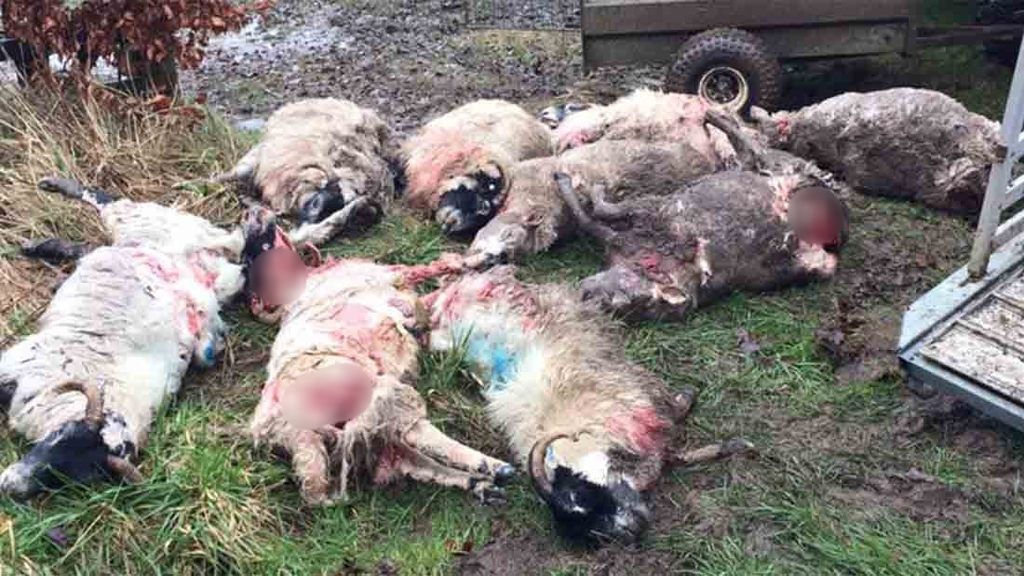 양떼목장을 습격하는 개들 (사진주의) | 인스티즈