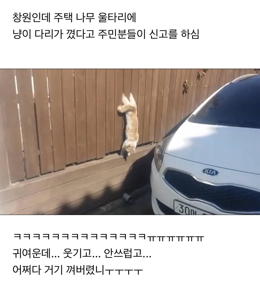나무 울타리에 낀 냥이 | 인스티즈