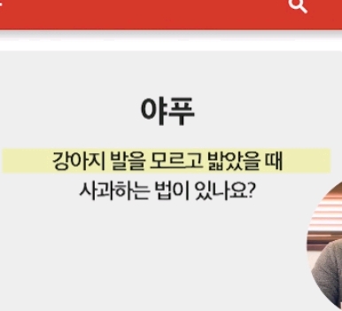 강아지 모르고 쳤을때 사과하는 방법.jpg | 인스티즈