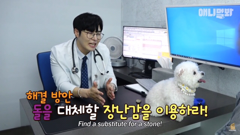 돌멩이를 물고 다니는 강아지 ㅋㅋㅋㅋ(귀여움주의) | 인스티즈