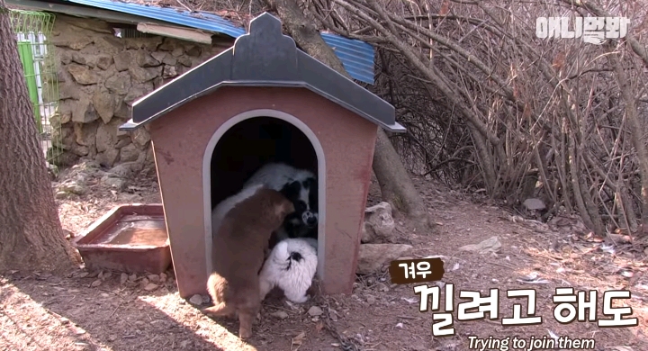 나만 점박이 없어...ㅠ 다른 형아들 다 점박이 있고 나만 없어....ㅜㅜ | 인스티즈