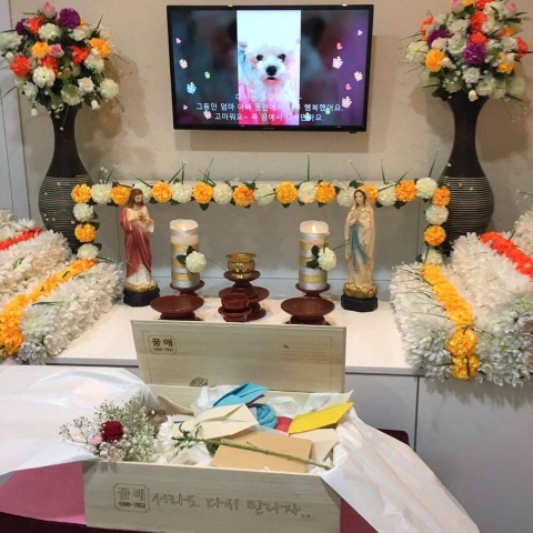 강아지 머리 밟아서 죽인 사람이 실형이 안된대 청원 부탁해(혐오주의) | 인스티즈