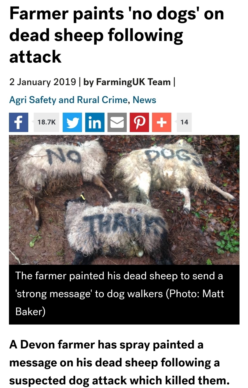 양떼목장을 습격하는 개들 (사진주의) | 인스티즈