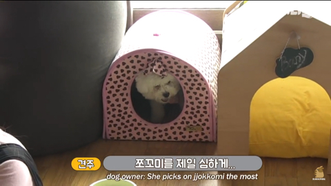 엄마가 차별한다는 비숑댕댕이,, | 인스티즈
