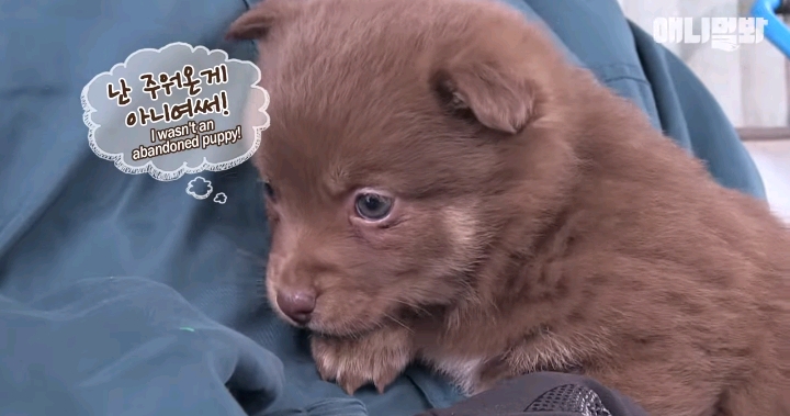 나만 점박이 없어...ㅠ 다른 형아들 다 점박이 있고 나만 없어....ㅜㅜ | 인스티즈