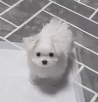 세븐틴 승관 반려견 부끄 근황.jpg | 인스티즈
