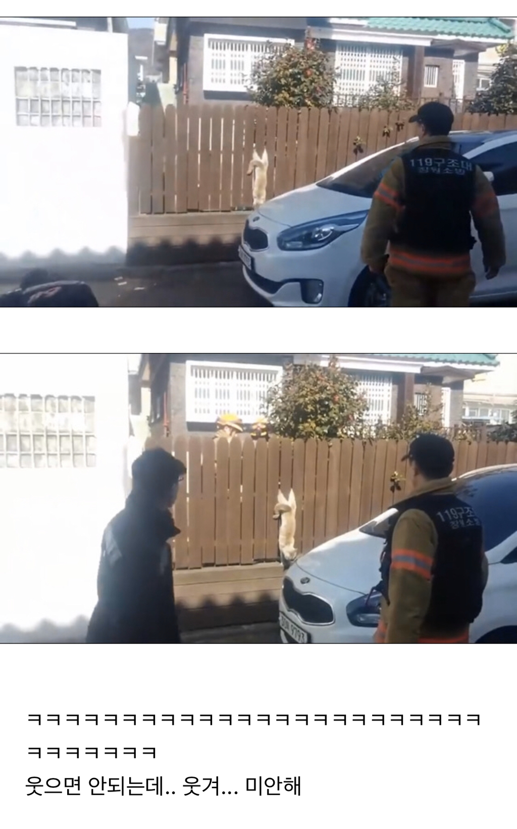 나무 울타리에 낀 냥이 | 인스티즈