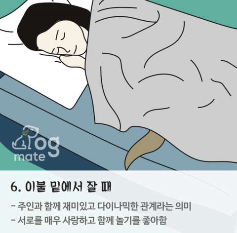 자는 자세로 보는 나와 강아지의 관계 | 인스티즈