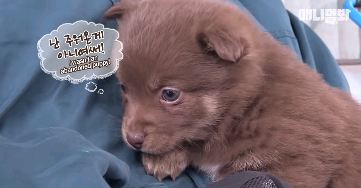 나만 점박이 없어...ㅠ 다른 형아들 다 점박이 있고 나만 없어....ㅜㅜ | 인스티즈