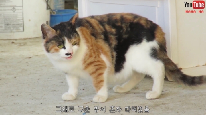 알고보면 노력파인 haha ha 삼색이... | 인스티즈