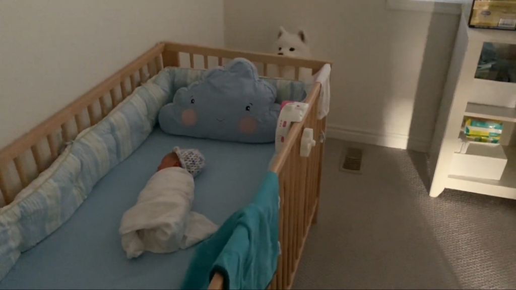 강아지들이 갓난아이를 보는 표정 | 인스티즈