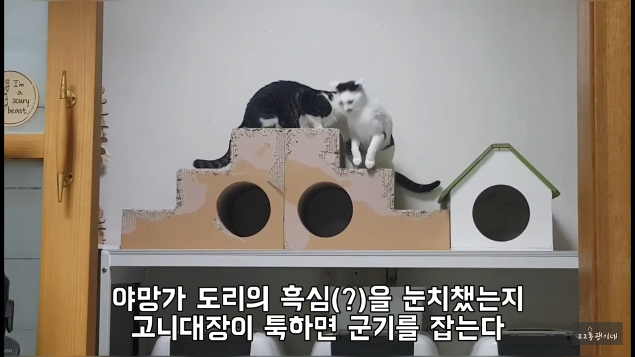 내가 때리는건 괜찮아도 남이 때리는건 안괜찮은 현실남매 고양이 | 인스티즈