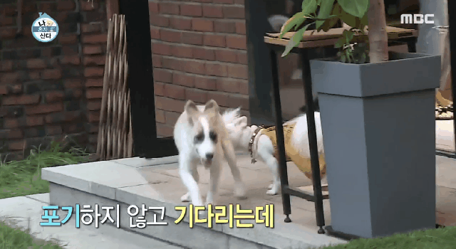 배우 성훈이 입양한 유기견 양희가 가지고 있던 트라우마 | 인스티즈