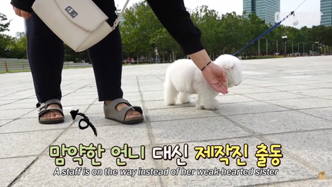 돌멩이를 물고 다니는 강아지 ㅋㅋㅋㅋ(귀여움주의) | 인스티즈