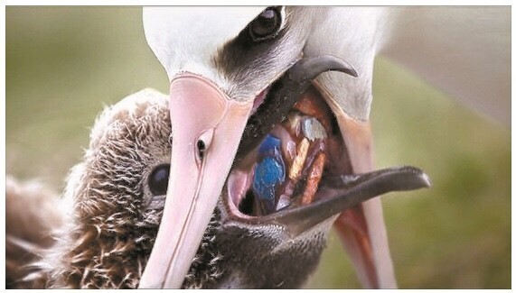 플라스틱 쓰레기로 신음하는 동물들 | 인스티즈