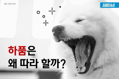 하품을 따라하게 되는 이유 | 인스티즈