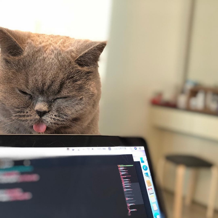 나는 진지하게 사람이 더 좋다 vs 고양이가 더 좋다 | 인스티즈