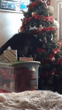 크리스마스트리와 고양이.GIF | 인스티즈