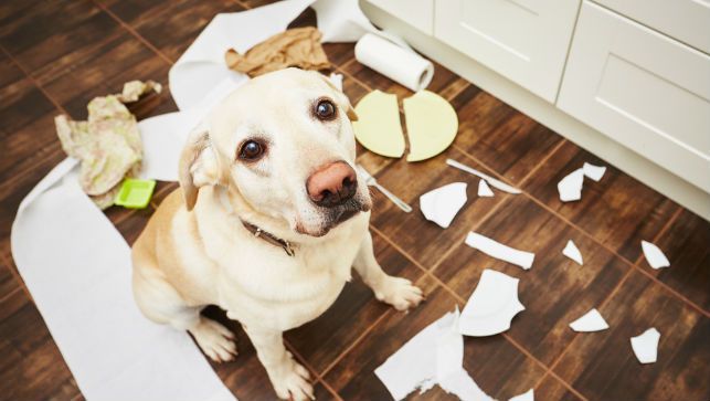 댕댕이가 사고를 쳤어도 혼내봤자 아무 소용 없는 이유.jpg | 인스티즈