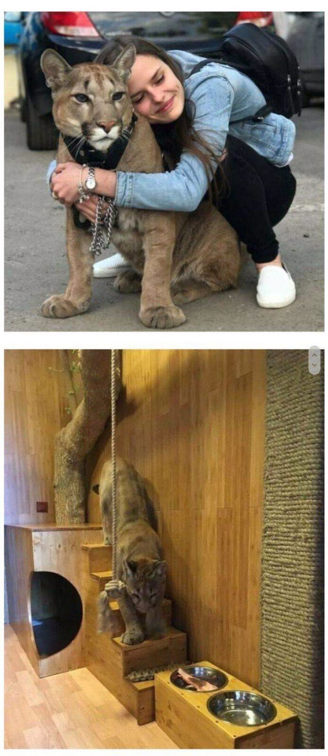 퓨마 이미지