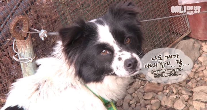 나만 점박이 없어...ㅠ 다른 형아들 다 점박이 있고 나만 없어....ㅜㅜ | 인스티즈