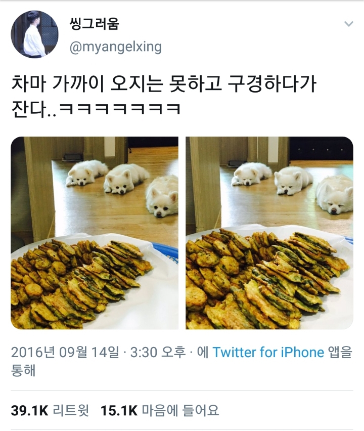 차마 가까이 오지는 못하고 구경하다가 잔다.twt | 인스티즈