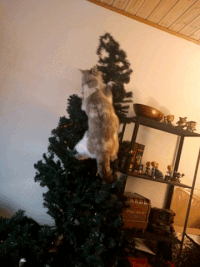 크리스마스트리와 고양이.GIF | 인스티즈
