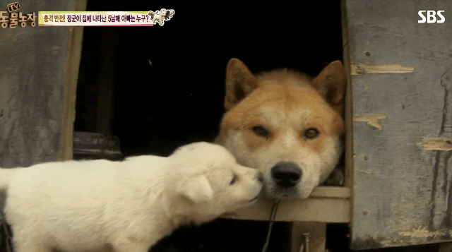 어떤 개가 우리 집에 새끼만 낳아 놓고 안 와요;; 3 | 인스티즈