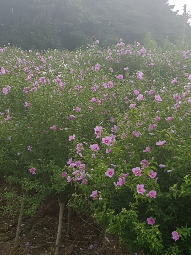 무궁화슈퍼 이미지