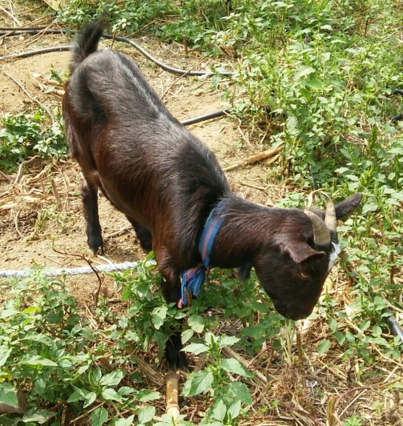 염소아저씨 이미지