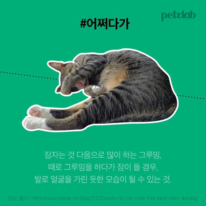 고양이가 잘 때 발로 얼굴을 가리는 이유 | 인스티즈