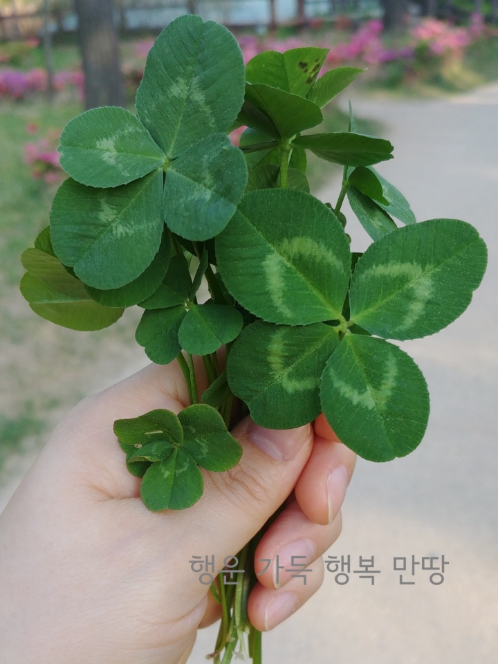 향기고추 이미지