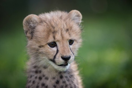 고양이과에서 나름 귀여운 맹수.jpg | 인스티즈
