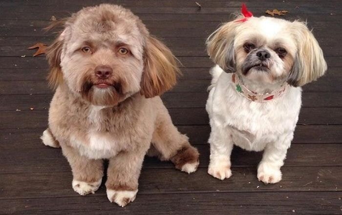 사람처럼 생겼다는 댕댕이.JPG | 인스티즈