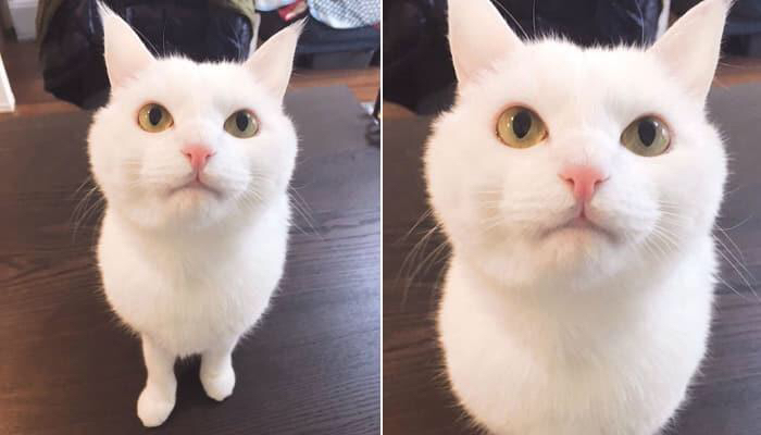 고양이한테 얼굴교환 어플을 써봤더니.jpg | 인스티즈