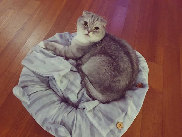 트위치 최고냥이 | 인스티즈