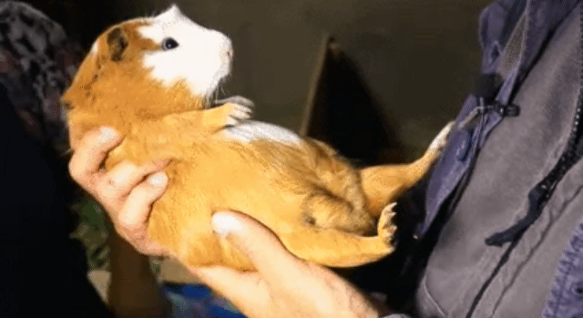 너무 귀여운 기니피그 | 인스티즈