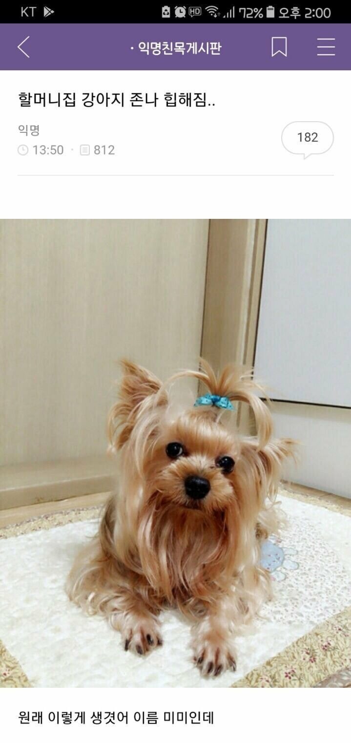 할머니네 힙스터 강아지 | 인스티즈