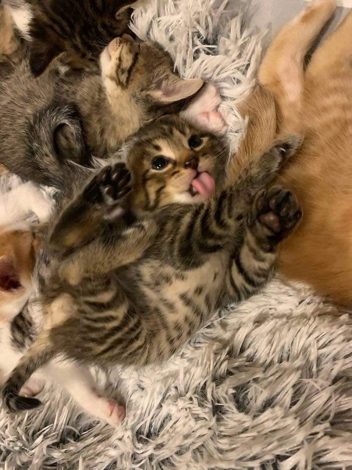 직장동료가 임신한 고양이를 데려옴 | 인스티즈