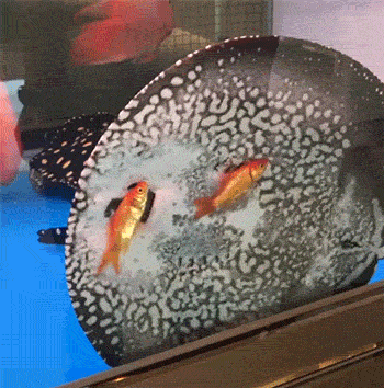 가오리의 사냥법 | 인스티즈