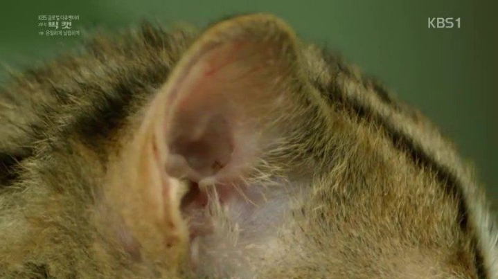 세상에서 작은고양이 | 인스티즈