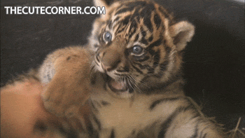 호랑이 아가들. gif | 인스티즈