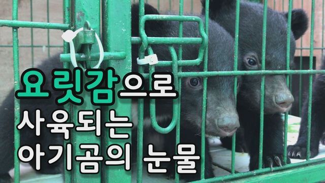 반달가슴곰을 먹는 미친 인간들 | 인스티즈