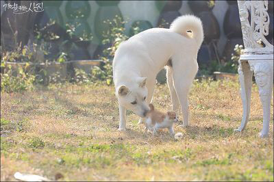 디씨에서 난리났었던 마당에서 찍은 새끼 고양이.jpg | 인스티즈