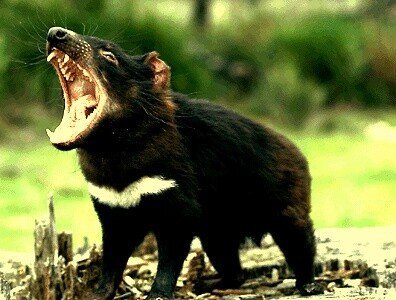 세상에서 악취가 가장 심하다는 동물 JPG | 인스티즈