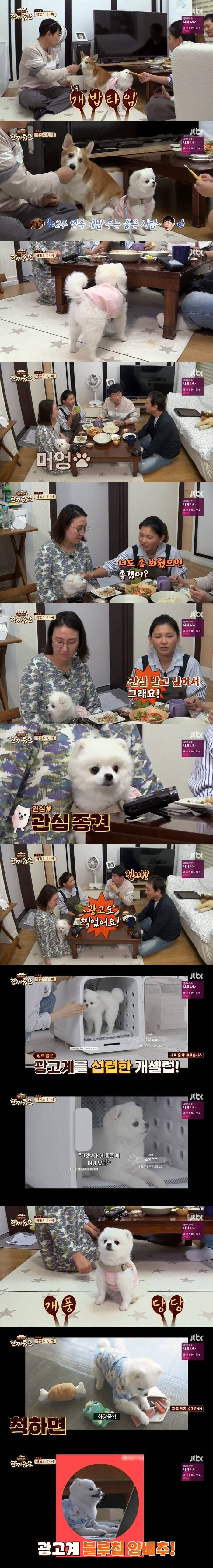 한끼줍쇼에 나온 핵짱귀 댕댕이...양배추.JPG | 인스티즈