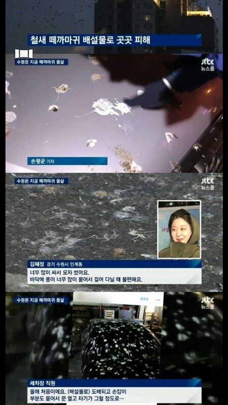 수원에서 자주일어난다는 떼까마귀...jpg | 인스티즈